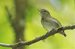 Dwarf Tyrant-Manakin